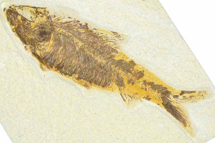 Detailed Fossil Fish (Knightia) - Wyoming #367459